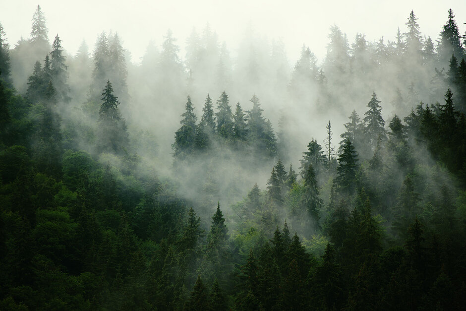Ein Wald aus kanadischen Rot-Zedern. Nebel steigt zwischen den Bäumen auf